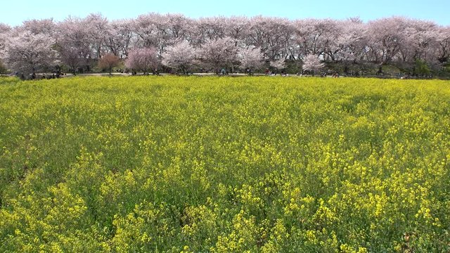 SATTE,  SAITAMA,  JAPAN - CIRCA APRIL 2019 : CHERRY BLOSSOMS and RAPE FLOWER (CANOLA FLOWER).  Spring season.
