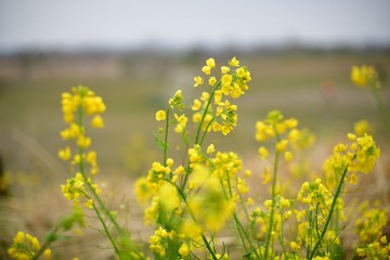 菜の花