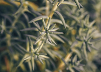 Abstract texture background green succulent
