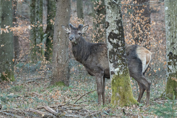 Red deer (Cervus elaphus) stag  in the forest. Bieszczady Mountains. Poland