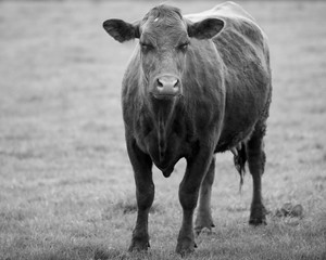 Cattle on field in spring