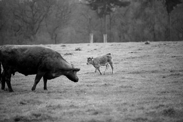 Cattle on field in spring