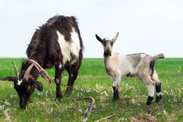 a black goat and a little white goat graze