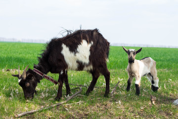a black goat and a little white goat graze