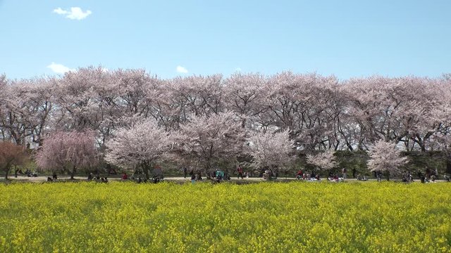 SATTE,  SAITAMA,  JAPAN - CIRCA APRIL 2019 : CHERRY BLOSSOMS and RAPE FLOWER (CANOLA FLOWER).  Spring season.