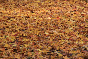  Golden autumn leaves on the ground