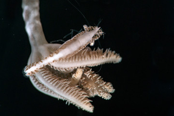 Shrimp  Hippolyte tenuicarpus. Picture was taken in Ambon, Indonesia