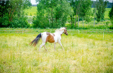 pinto horse running in the field