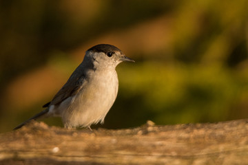 Eurasian blackcap (Sylvia atricapilla). Bieszczady Mountains. Poland