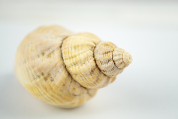 Trapezium horse conch sea snail isolated on white, selected focus