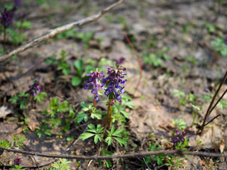Corydalis. Flowering of Corydalis in the spring forest. Macro Corydalis.