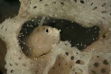 Bryozoan goby (Sueviota bryozophila) from Ambon, Indonesia