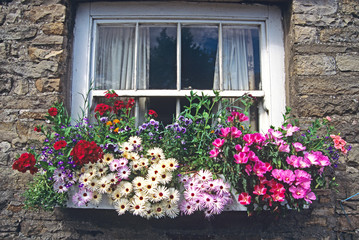 Colourful mixed planting of flowers in window box