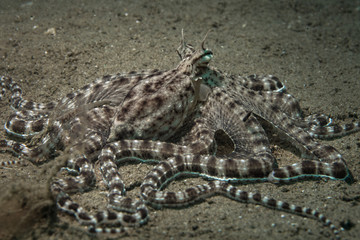 Mimic octopus (Thaumoctopus mimicus). Picture was teken in Ambon, Indonesia