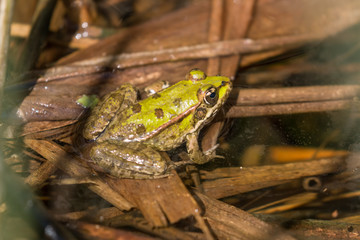 Green frog in the marshlands of Skocjanski zatok near Koper, Slovenia