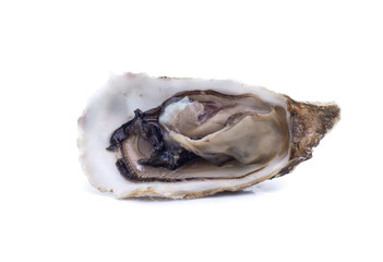 Fresh  oyster on white background