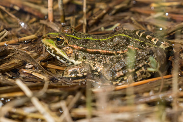 Green frog in the marshlands of Skocjanski zatok near Koper, Slovenia