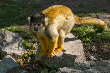 Saimiri boliviensis monkey standing on the rock