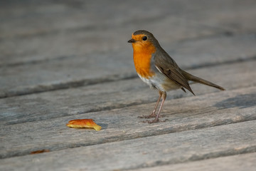 Robin (Erithacus rubecula) standing on the wooden floor in the park