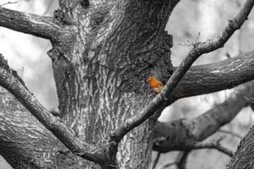 Selective Colour Robin
