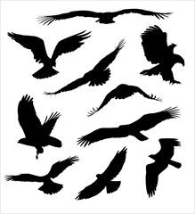 Fototapeta premium bird of prey silhouettes