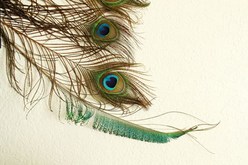 Obraz premium peacock feather in wall texture background with text copy space