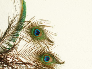 peacock feather in wall texture background with text copy space