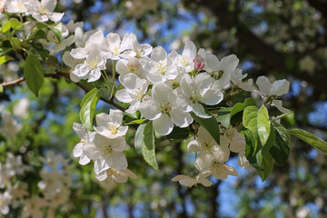 Obraz premium blooming apple tree in the park