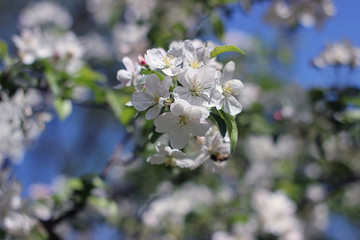 blooming apple tree in the park