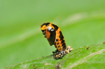 テントウムシの蛹