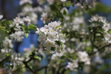 blooming apple tree in the park