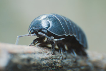 Pill Bug Armadillidium vulgare crawl on branch grey background side view