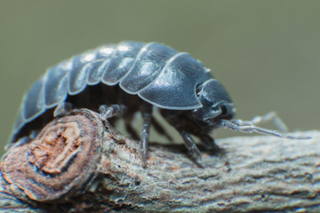Pill Bug Armadillidium vulgare crawl on branch grey background side view