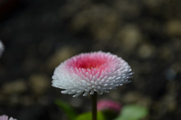 beautiful fluffy daisy flower in the garden