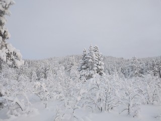 winter landscape with trees and snow