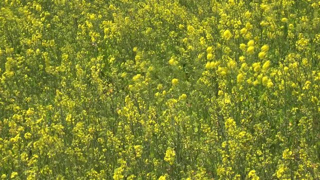 SATTE,  SAITAMA,  JAPAN - CIRCA APRIL 2019 : CHERRY BLOSSOMS and RAPE FLOWER (CANOLA FLOWER).  Spring season.