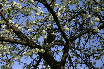 cat on tree