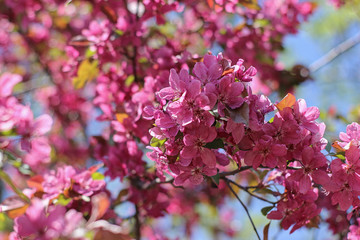 Red flowers of ornamental apple tree