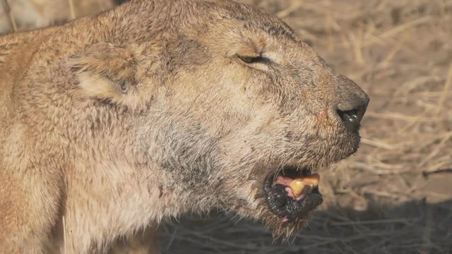 a 240p slow motion clip of a young lion turning its head at serengeti national park in tanzania