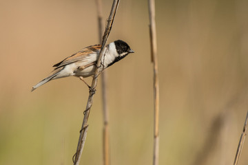 Common reed bunting / Emberiza schoeniclus