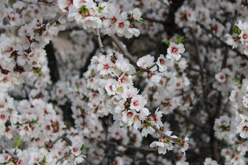 Primavera