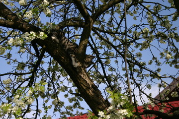 cat on the tree
