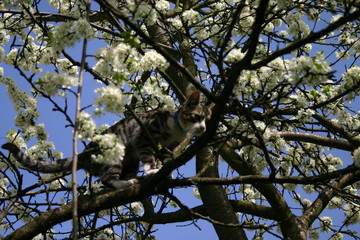 cat on the tree