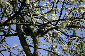 cat on the tree