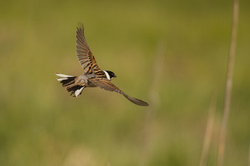 Common reed bunting / Emberiza schoeniclus