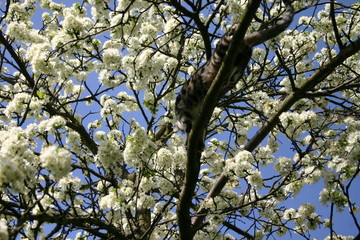 cat on the tree