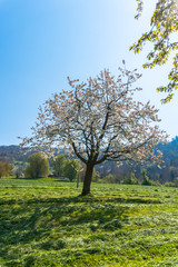 beautiful spring landscape with green fields and blossoming cherry tree under a clear blue sky