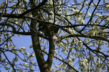 cat on the tree
