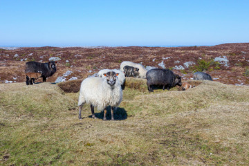 Wild sheeps living outside the whole year on Frøya, an island in Norway