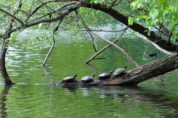 turtles